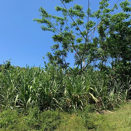 Green Queendom Farm And Lodging Oracabessa エクステリア 写真