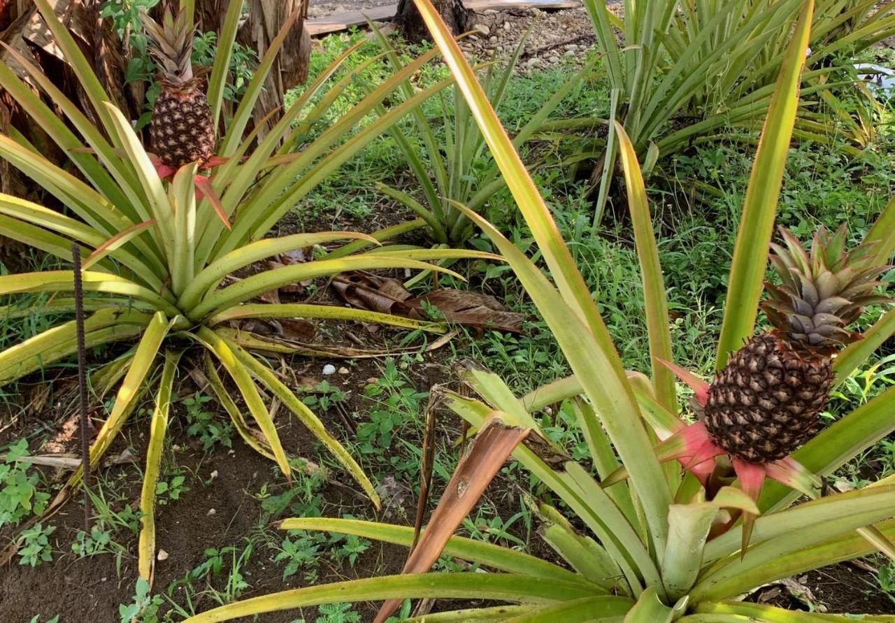Green Queendom Farm And Lodging Oracabessa エクステリア 写真
