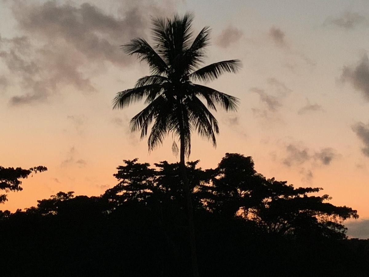 Green Queendom Farm And Lodging Oracabessa エクステリア 写真