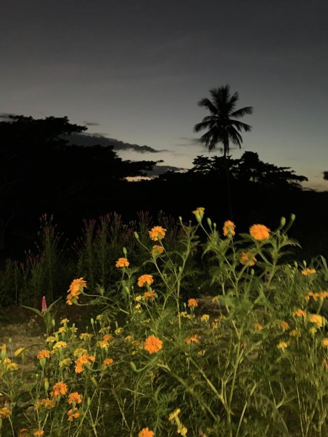 Green Queendom Farm And Lodging Oracabessa エクステリア 写真