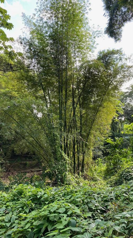 Green Queendom Farm And Lodging Oracabessa エクステリア 写真