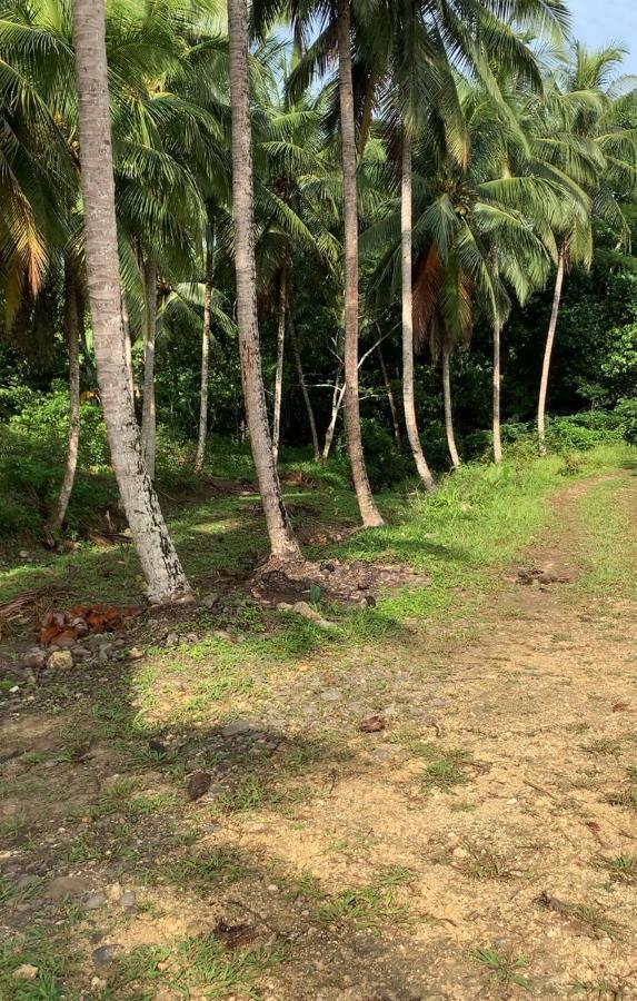 Green Queendom Farm And Lodging Oracabessa エクステリア 写真