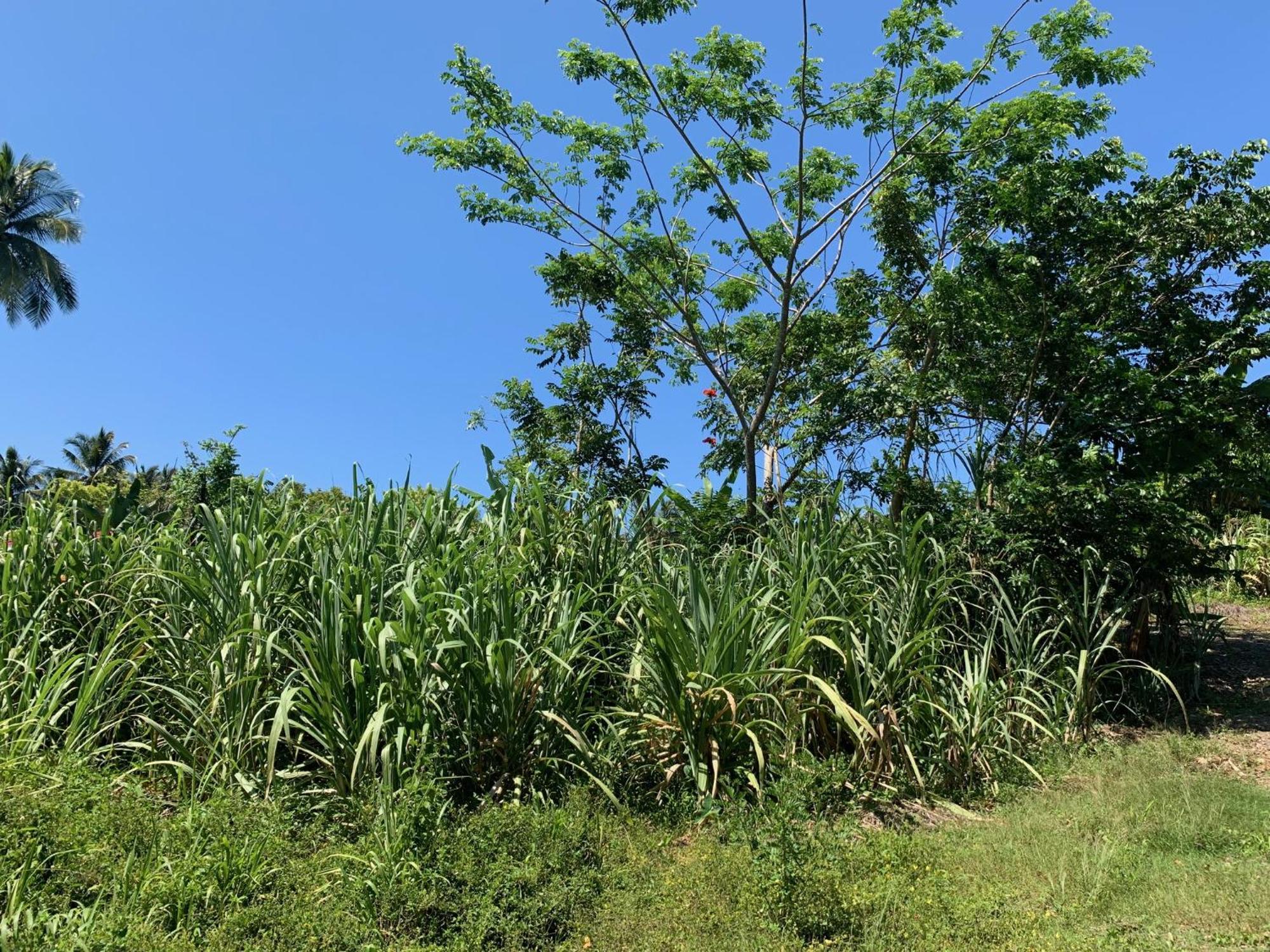 Green Queendom Farm And Lodging Oracabessa エクステリア 写真